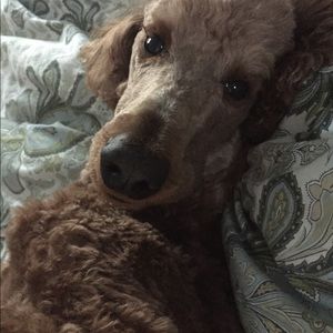 Meet your Posher, Lynne